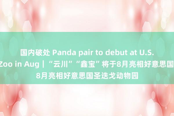 国内破处 Panda pair to debut at U.S. San Diego Zoo in Aug｜“云川”“鑫宝”将于8月亮相好意思国圣迭戈动物园